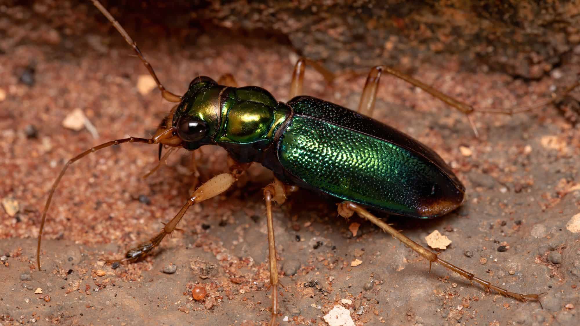 A shiny metallic green beetle with bronze undertones and long spindly legs crawls across a reddish-brown sandy surface.