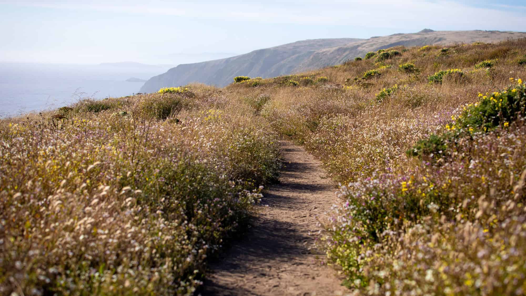 A narrow dirt path winds through blooming wildflowers and grasses along a coastal bluff with ocean views in the background.