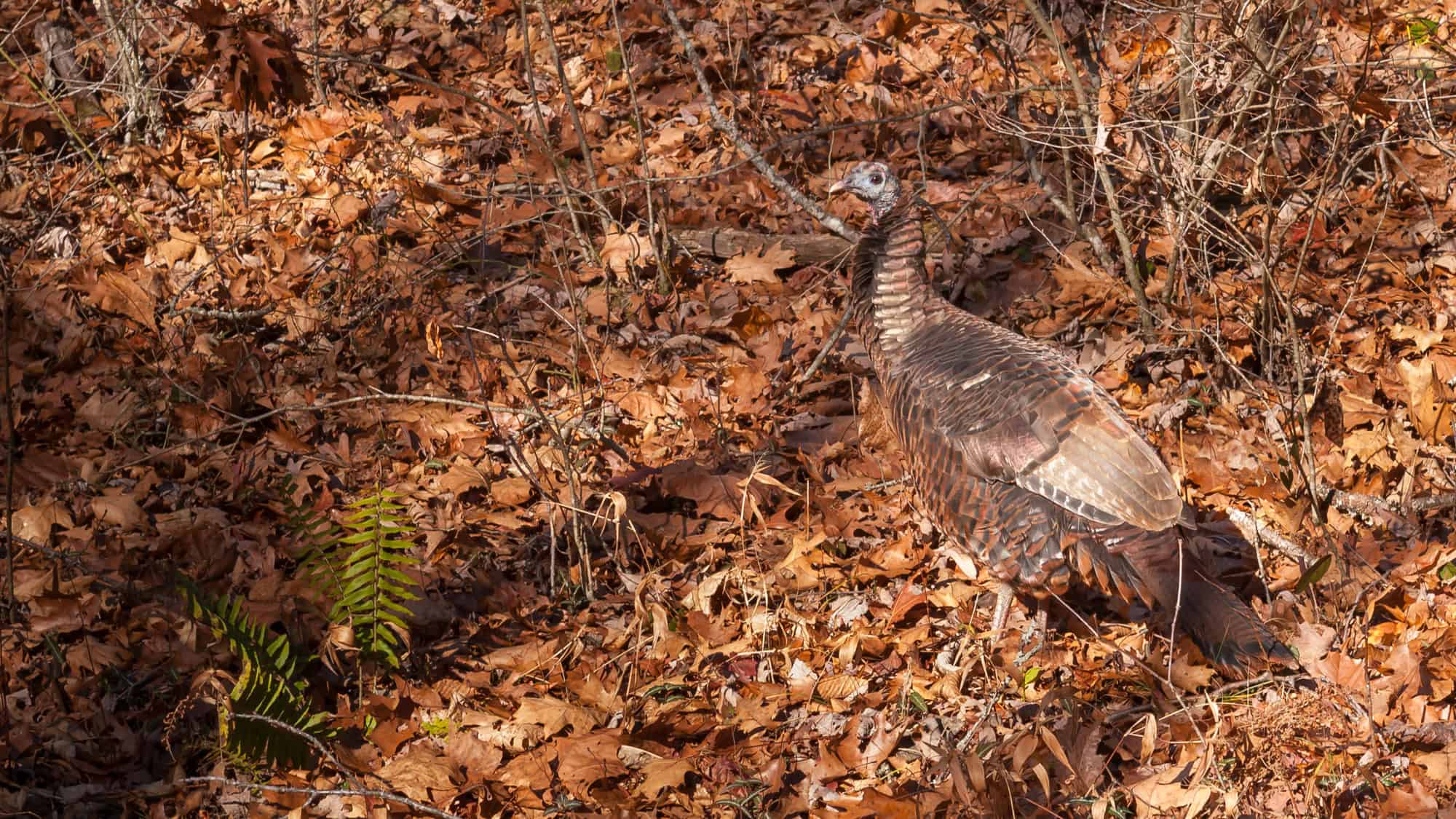 A wild turkey blends into the forest floor covered in brown and orange fallen leaves, with bare twigs and a few green ferns scattered nearby.
