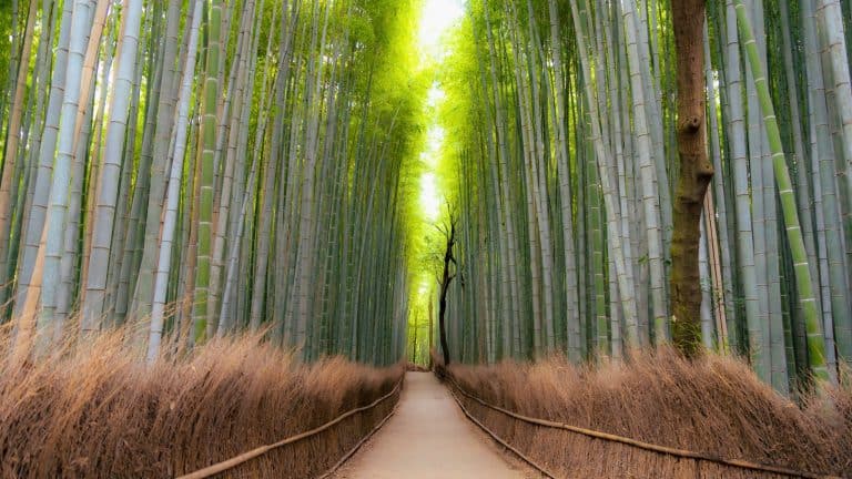 A serene walkway cuts through towering green bamboo stalks, surrounded by rustling leaves and soft filtered light.