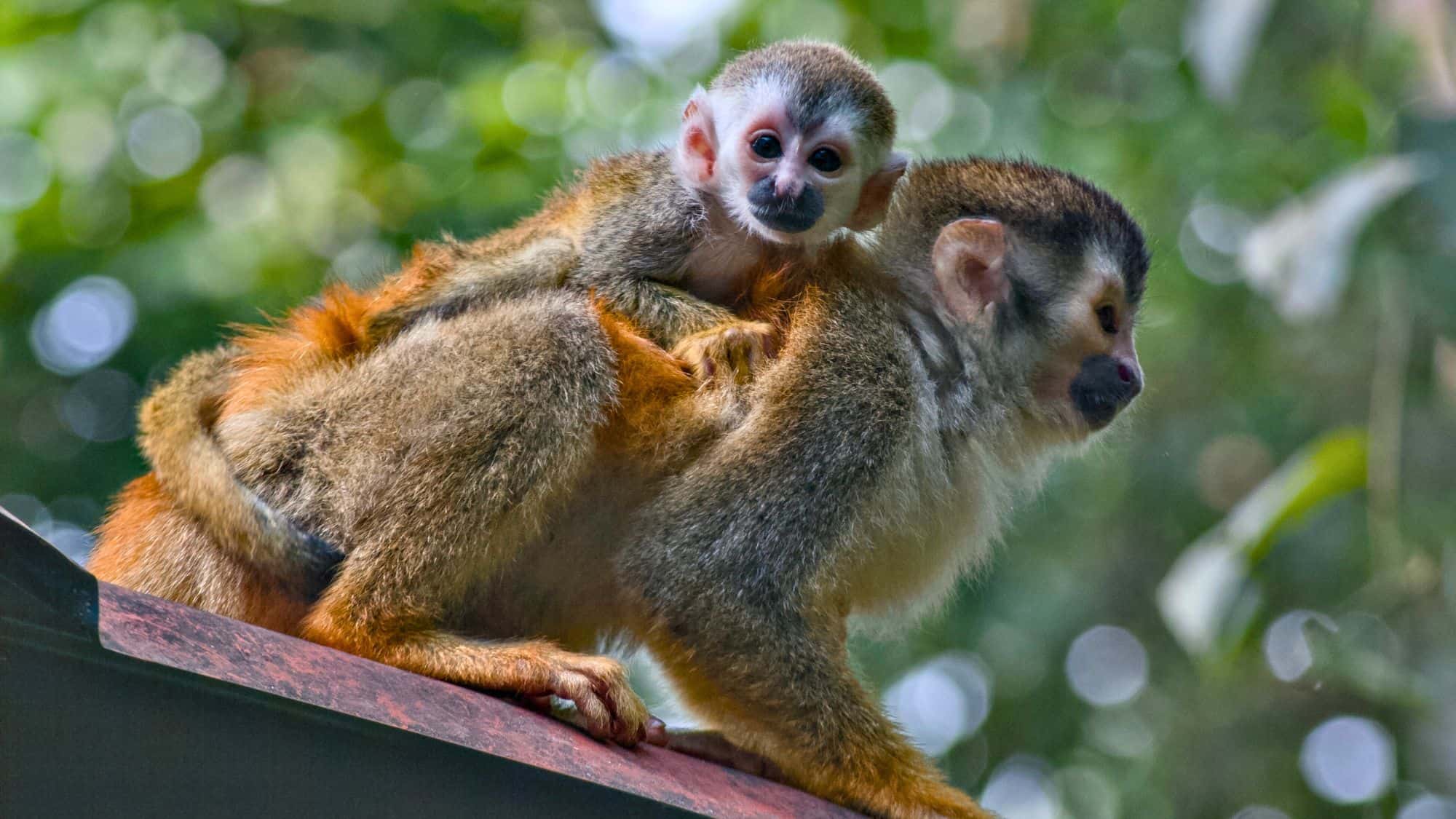 A baby clings to its mother’s back in the rainforest, showcasing the vibrant fur and expressive faces of one of the region’s smallest and most curious primates.