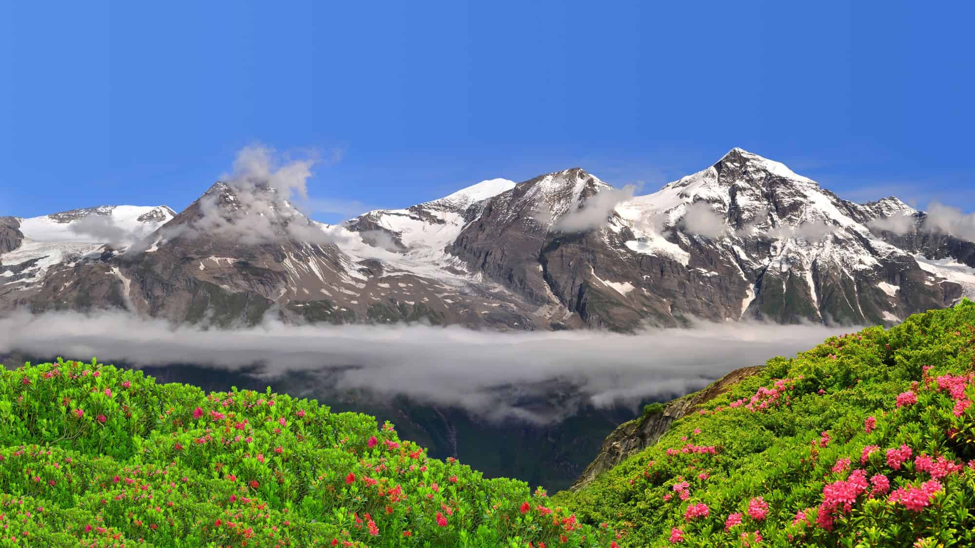 Pink alpine flowers pop against vivid green slopes, with snow-covered peaks rising beyond a layer of low cloud along the horizon.