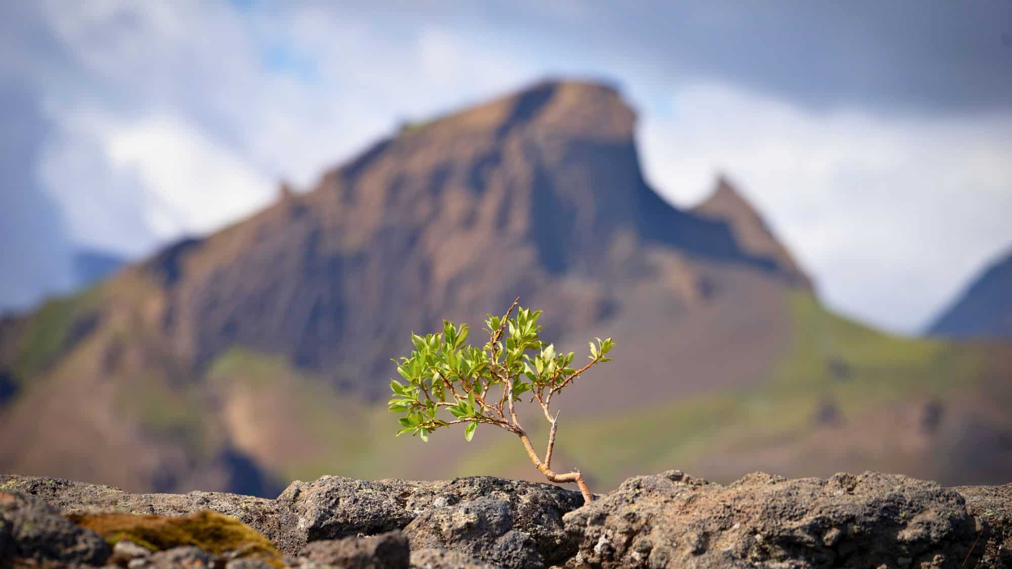 A lone green sapling grows from a volcanic rock ledge with dramatic Icelandic peaks softly blurred in the distance, highlighting nature’s quiet strength.