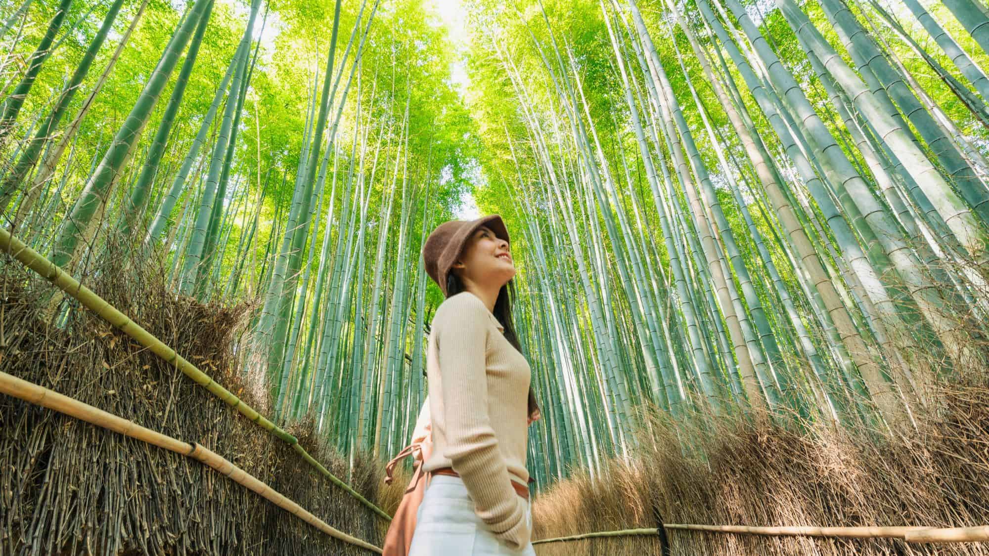 A canopy of soaring bamboo stalks creates a green tunnel above a peaceful walking path.
