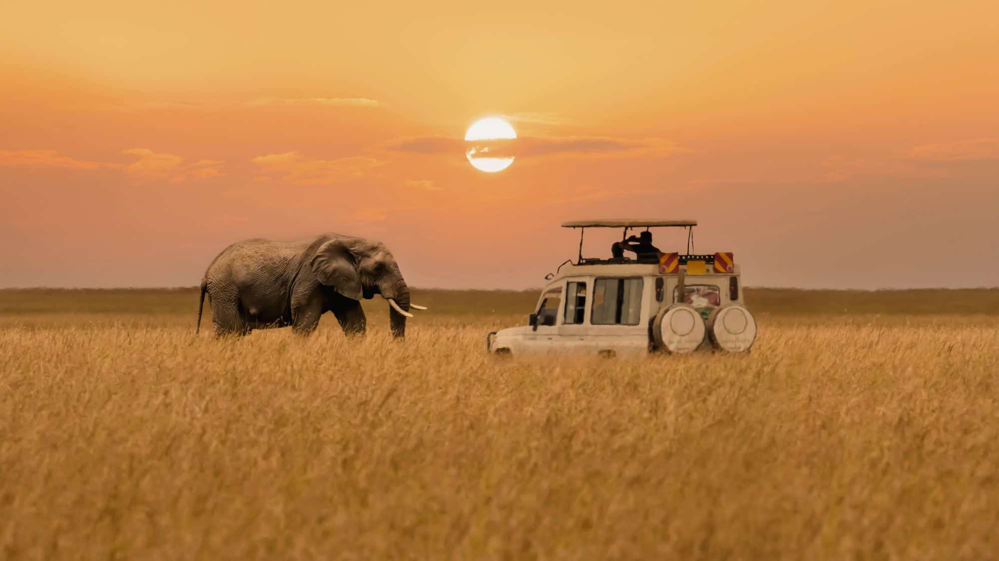 A safari vehicle meets a lone elephant at sunset across golden grasslands, with the warm glow of the setting sun washing the sky in orange tones.