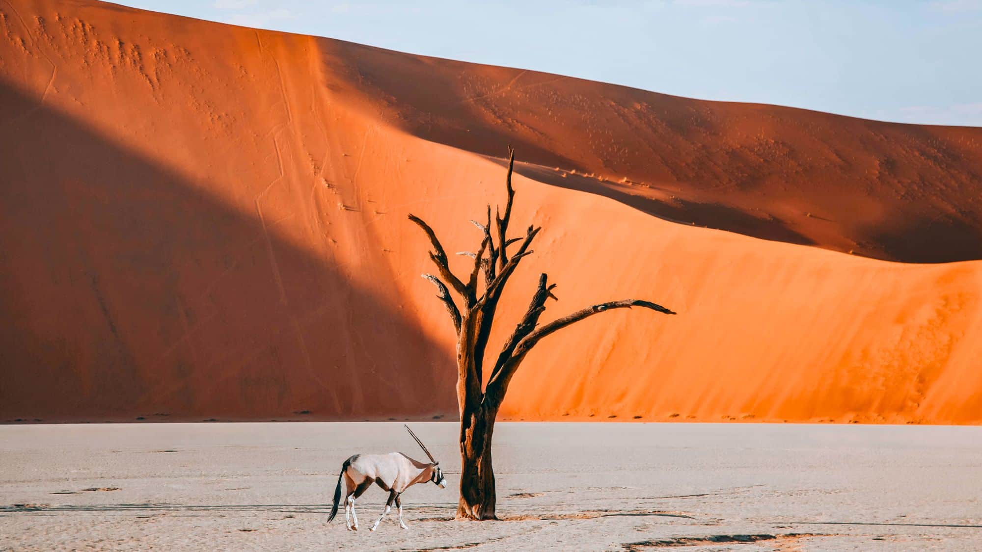 A lone oryx walks past a weathered tree at the base of a massive orange sand dune, where sharp light and shadow define the stark Namib Desert landscape.