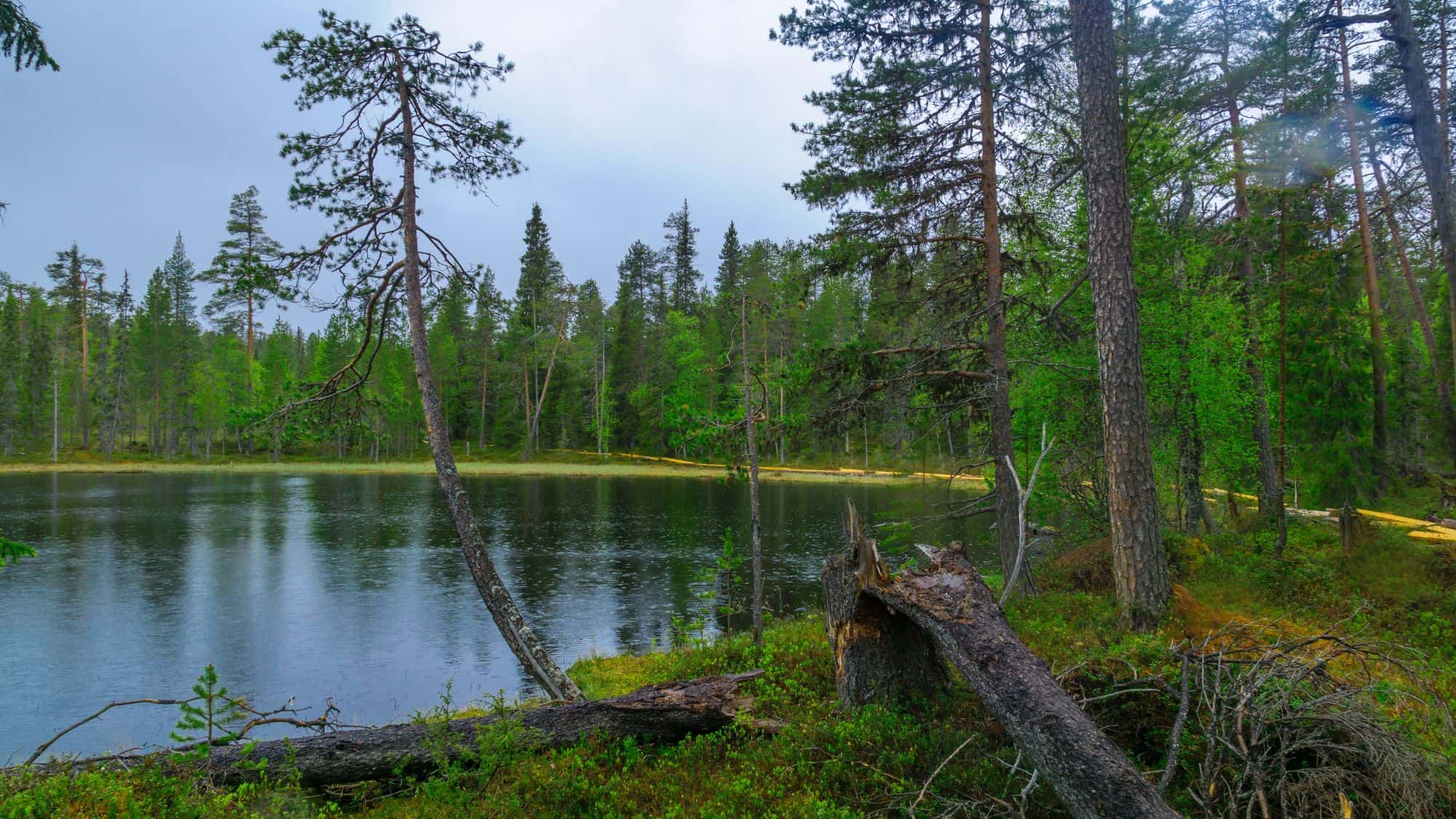 A quiet pond in a northern forest reflects tall pine trees during a light rain, surrounded by mossy undergrowth and fallen logs.
