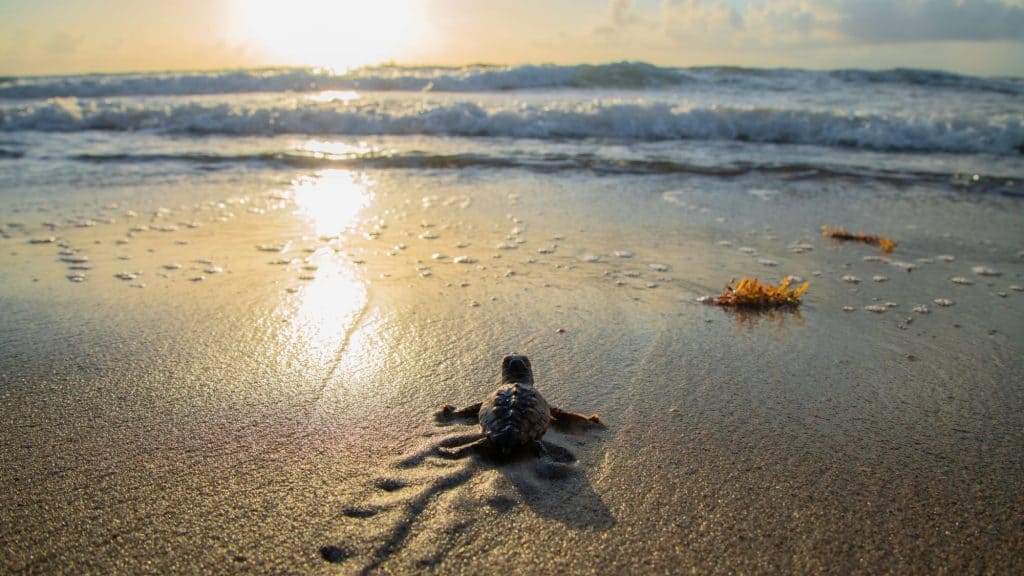 A baby sea turtle makes its way toward the ocean under the morning light, leaving a tiny trail across the wet sand as waves break in the distance.