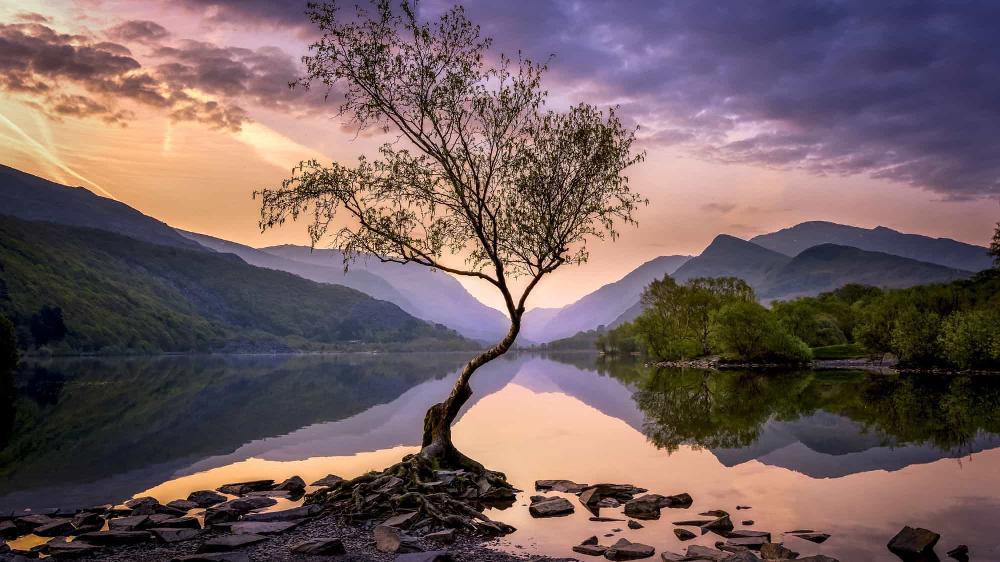 A gently curved tree stands at the edge of a calm lake, surrounded by purple-tinted mountains and glowing skies in the heart of North Wales.