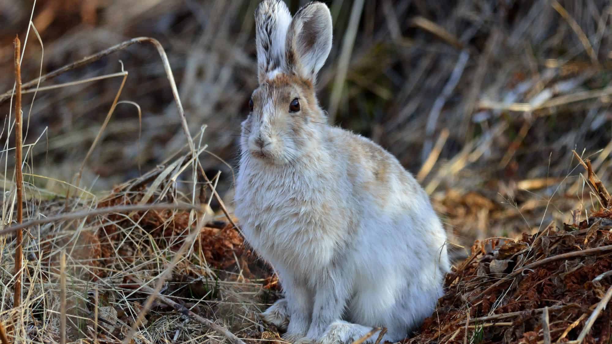 Its oversized hind feet act like natural snowshoes, while its fur shifts to white in colder seasons, offering camouflage in snowy landscapes.