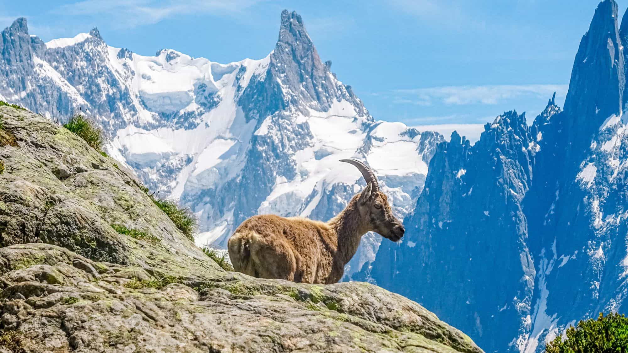 An alpine ibex stands alert on a rocky ledge, framed by the jagged, snow-covered peaks of the European Alps in the background. Its rugged surroundings highlight the animal's agility and adaptation to high-altitude terrain.