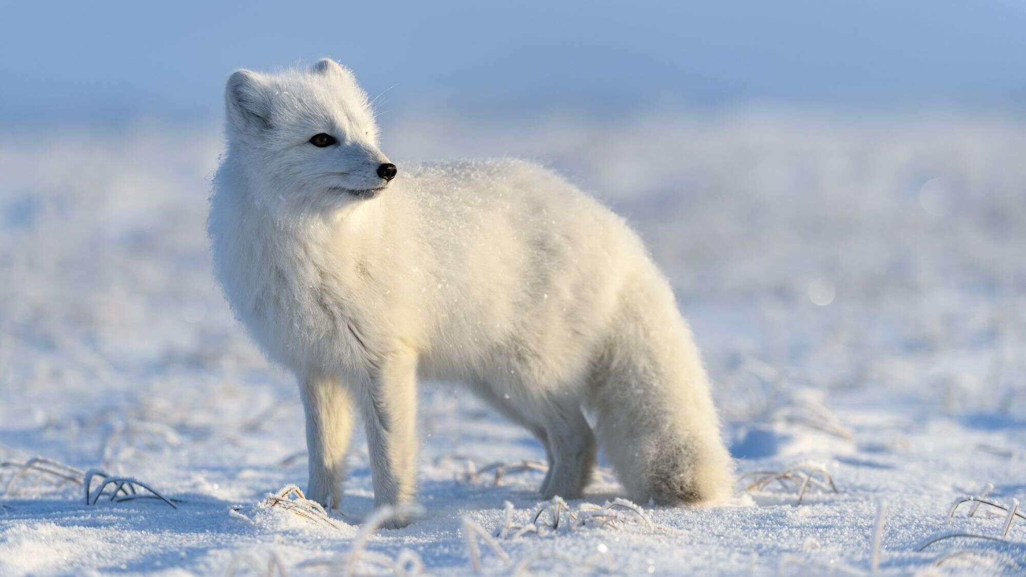 This snow-white fox is perfectly adapted to frigid climates with its thick fur and compact body, often found roaming the tundra in search of food.