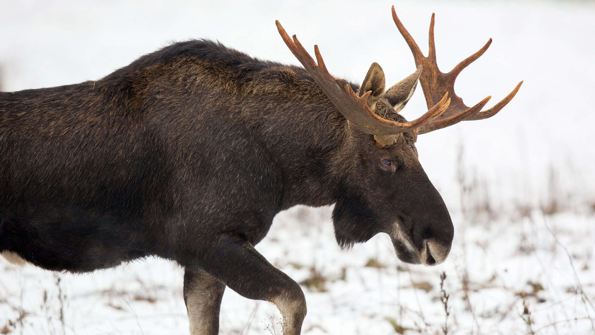A bull moose with a heavy rack of antlers moves through a snowy field, its dark fur contrasting against the white backdrop.