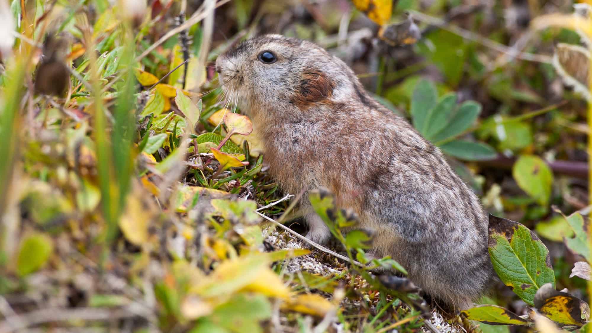Found in Arctic tundra, this rodent develops a thicker coat in winter and is known for dramatic population booms and busts.