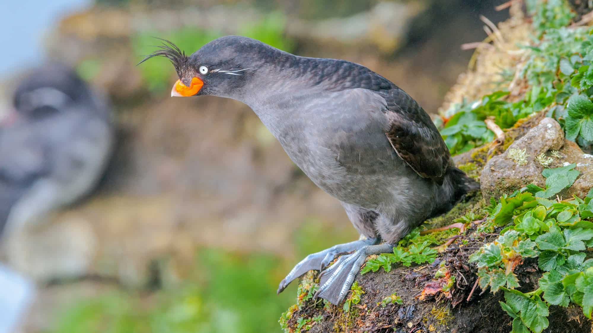 Perched on a cliffside, this seabird displays its signature bright orange bill and wispy head plumes. It lives along the northern Pacific and is known for its loud calls and social behavior during breeding season.
