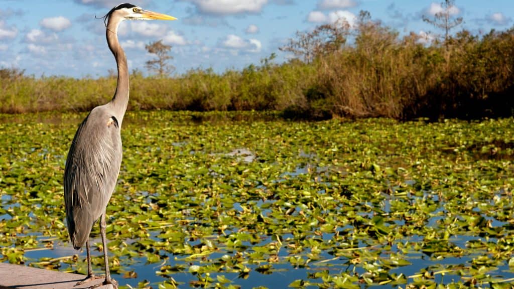 A great blue heron stands alert at the edge of a lily-covered wetland, backed by sawgrass marshes and open blue skies, capturing the essence of Florida’s subtropical wilderness.