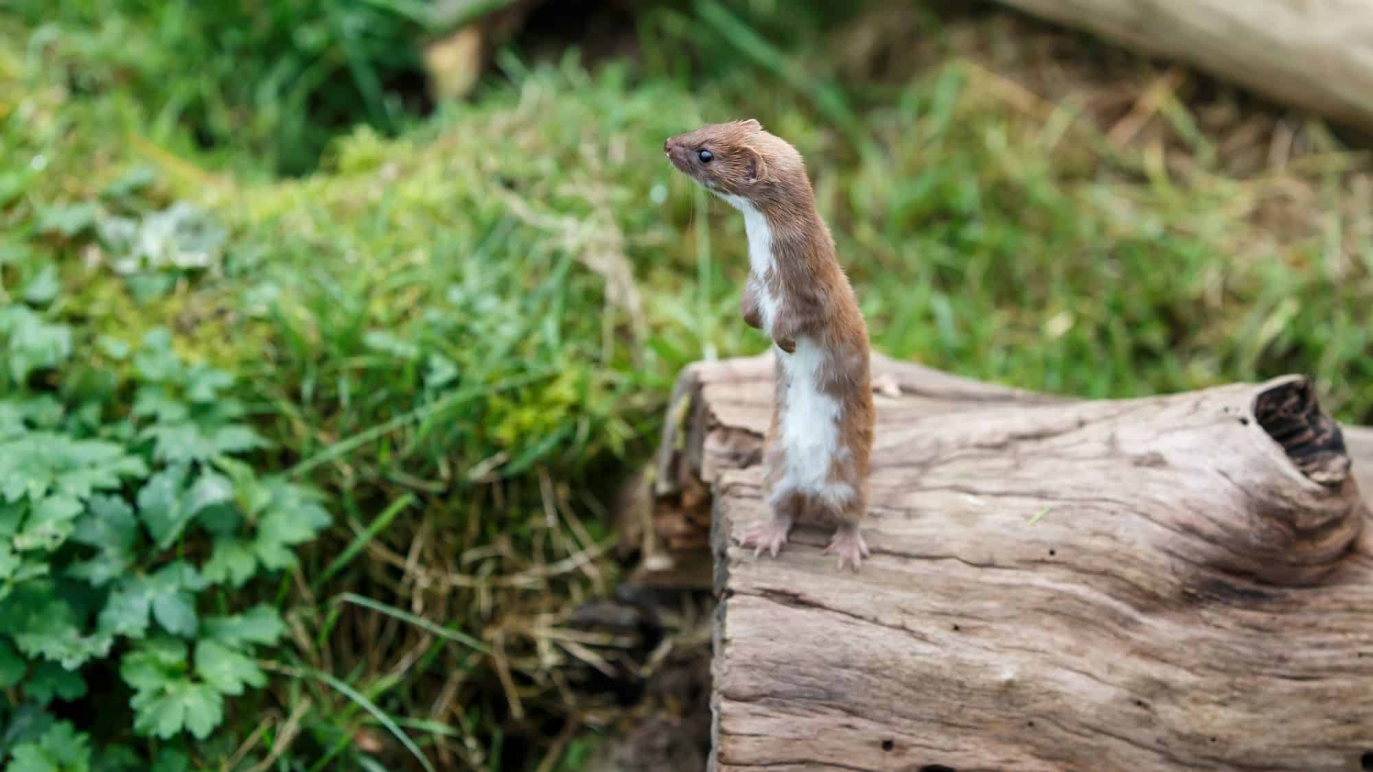 This small carnivore stands alert on a log, showing off its sleek chestnut-brown coat and white underbelly. Known for its agility and hunting skills, it's one of the smallest but most effective predators in its environment.