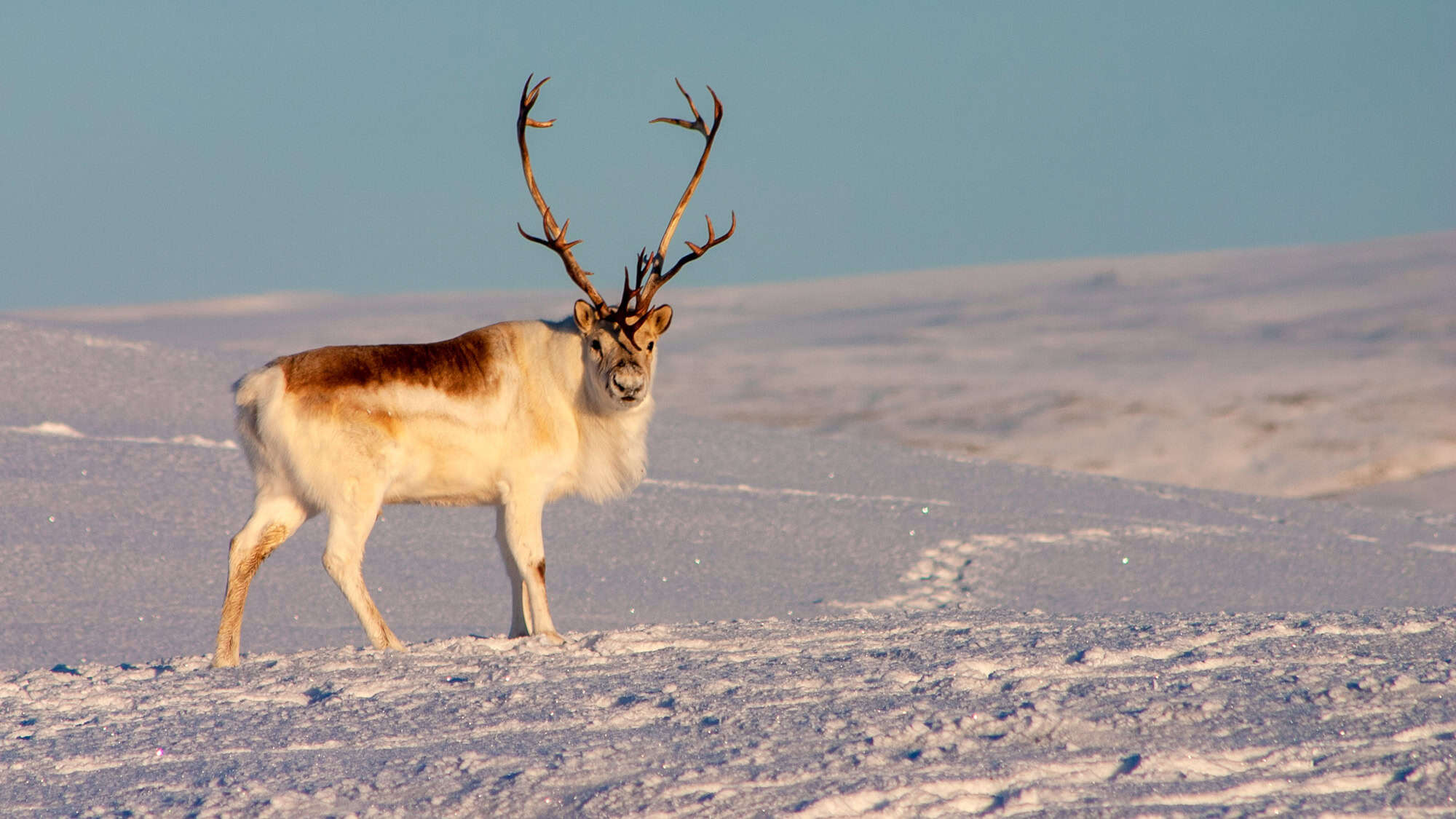 A smaller subspecies of reindeer, this caribou sports a light-colored coat and thrives in Arctic archipelagos, grazing on lichen and moss.