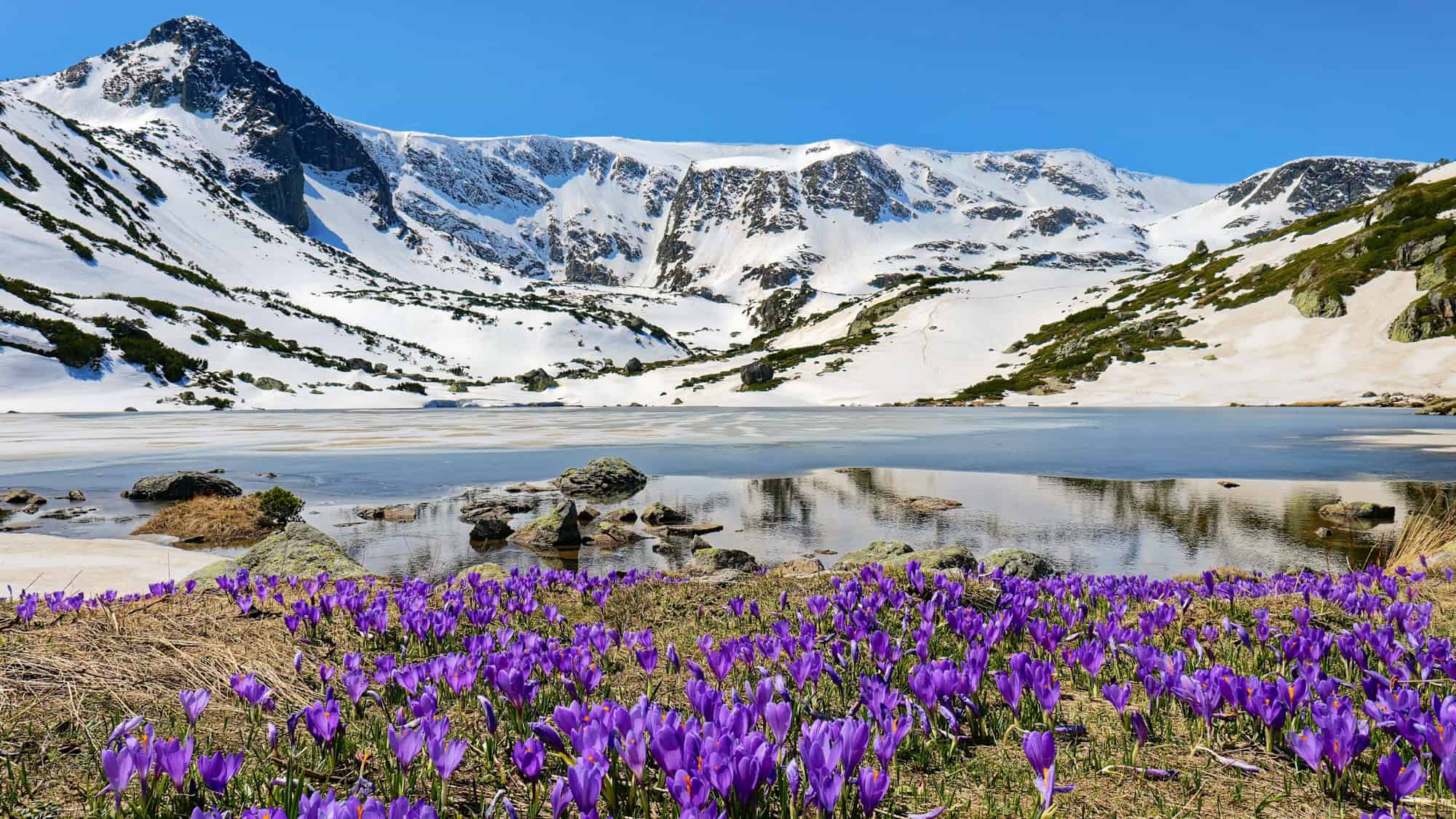 Brilliant purple crocuses bloom beside a partially frozen alpine lake, backed by steep snow-covered ridges in a dramatic high-altitude setting.