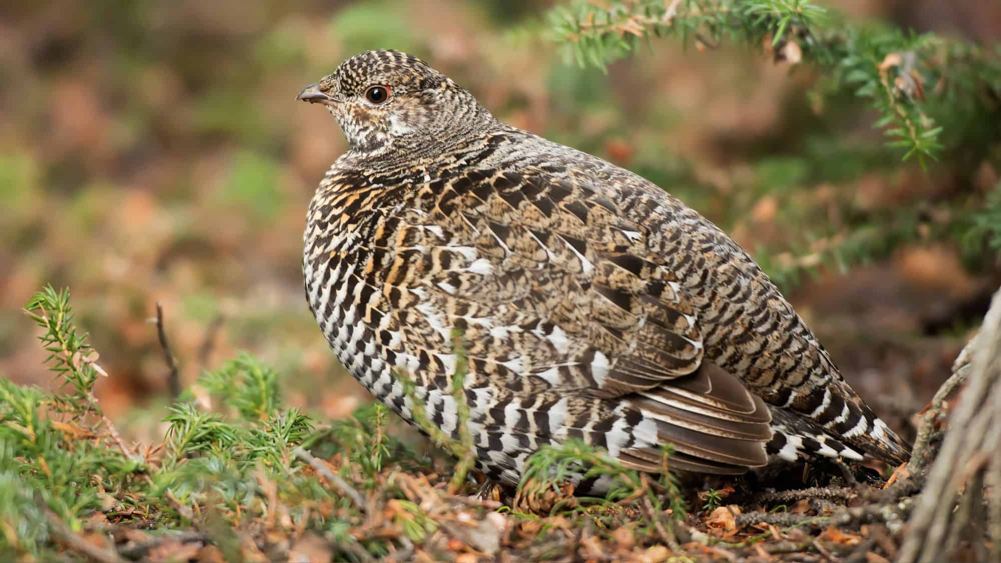 Well-camouflaged in the underbrush, this bird uses powerful bursts of flight and tree roosting to evade predators in northern forests.
