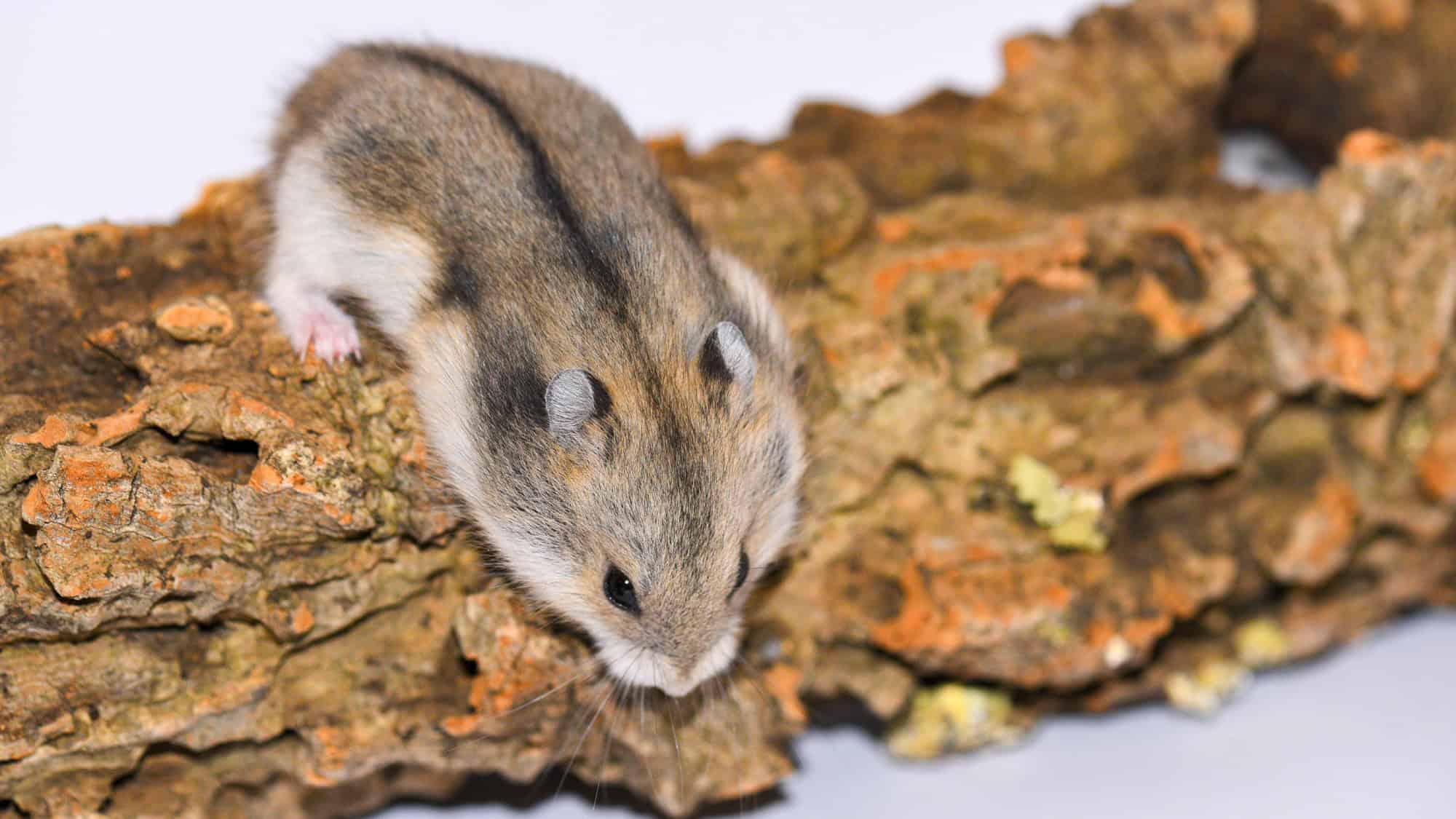 Stocky and well-furred, this hamster survives cold steppes and grasslands by storing food in cheek pouches and burrowing underground.