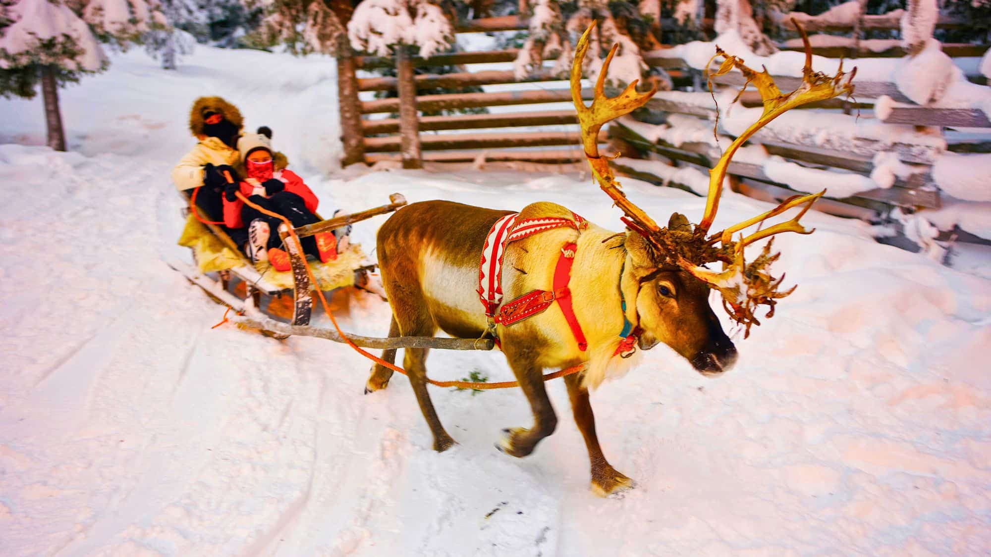 Wrapped in winter gear, passengers ride a sleigh pulled by a reindeer through the snowy forests of Finnish Lapland near Rovaniemi.