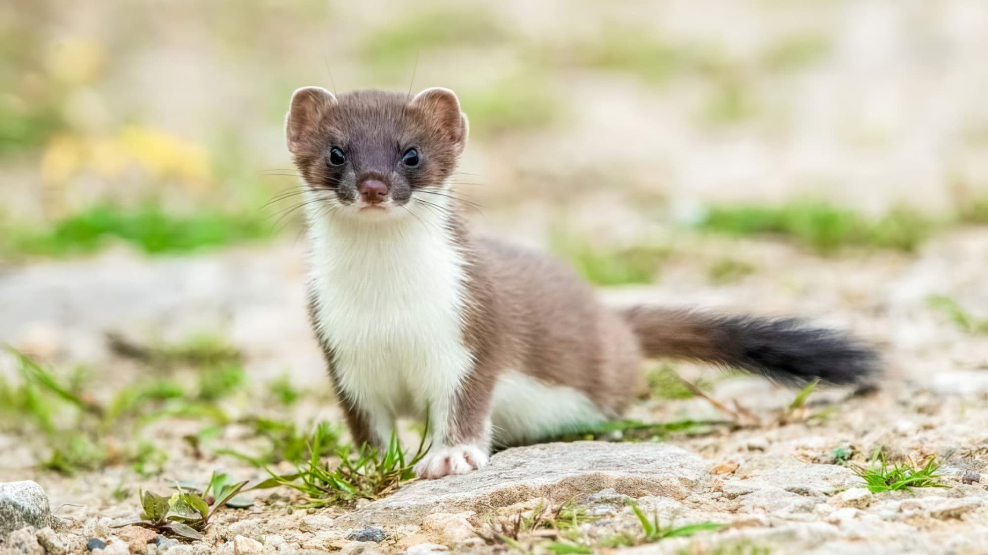 This small carnivorous mammal is agile and sleek, changing its coat to white in winter for stealth and warmth in northern environments.