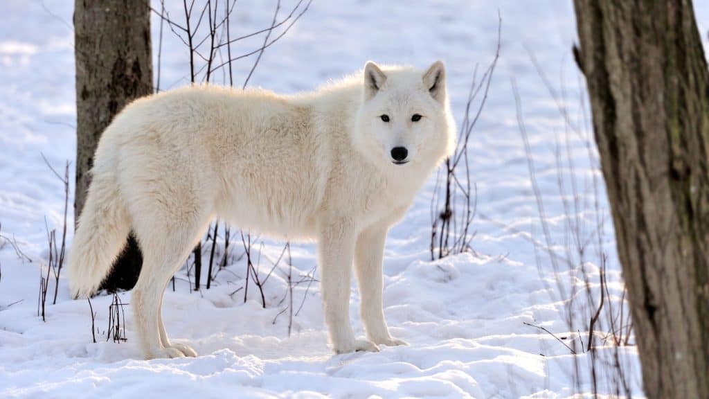 This arctic wolf, with its nearly pure white fur, stands out against the snowy ground, exuding calm strength in the cold woodland light.