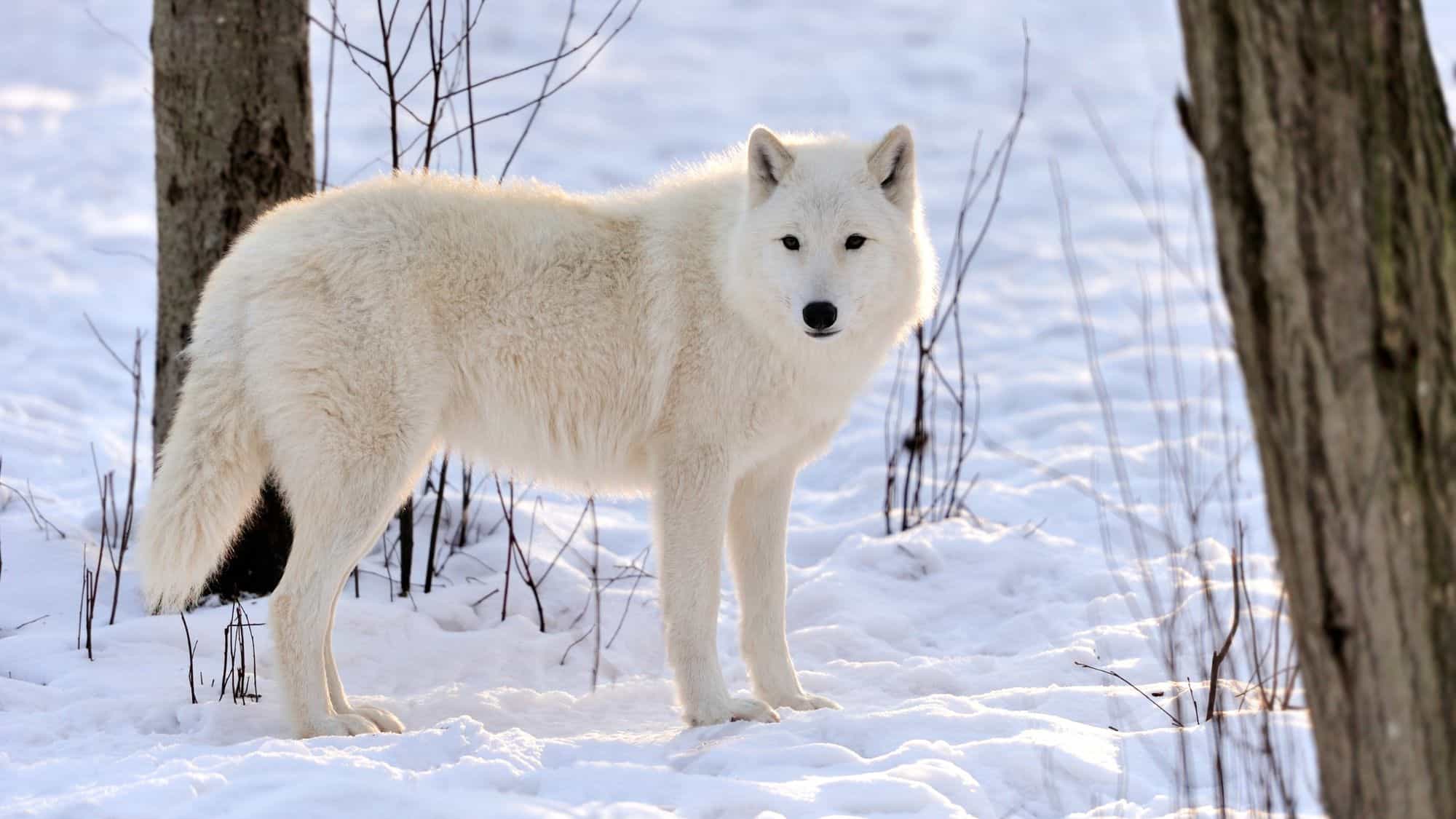 13 Jaw-Dropping National Parks For Unforgettable Winter Wildlife Encounters