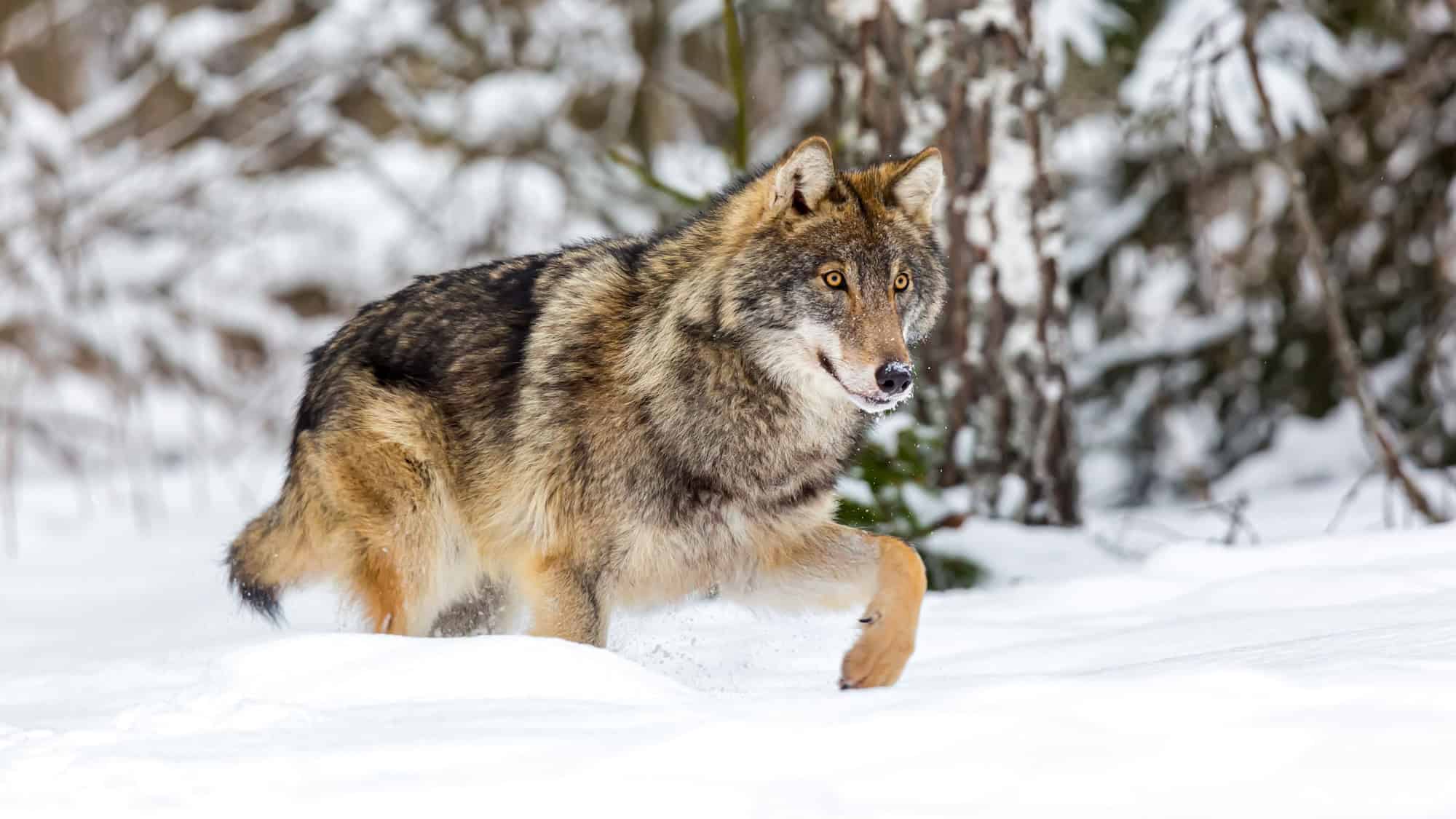 A gray wolf moves through a snow-blanketed forest, its thick fur coat blending with the wintry landscape and alert posture capturing its wild intensity.