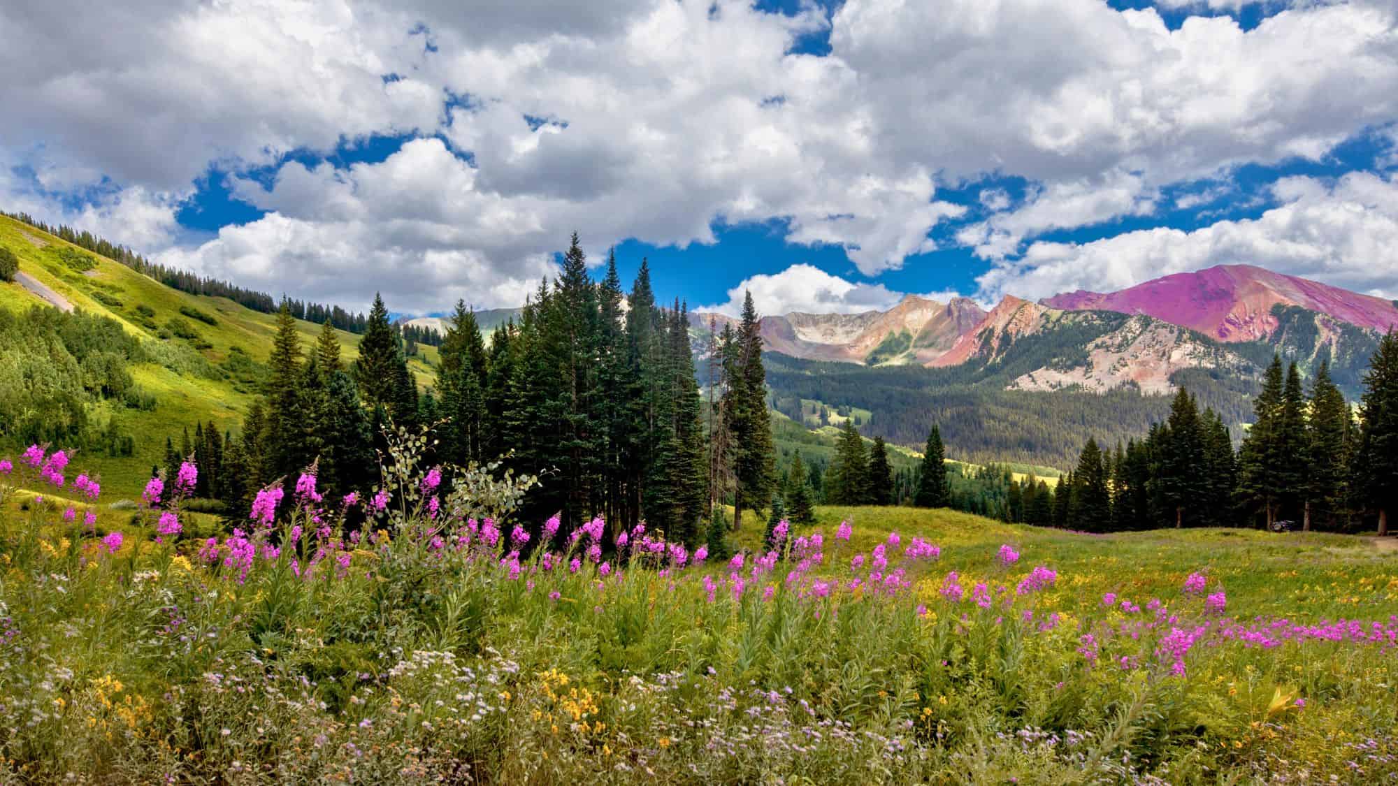A colorful field of wildflowers stretches across a green alpine meadow, bordered by pine trees and backed by rugged mountains dusted in purple hues.