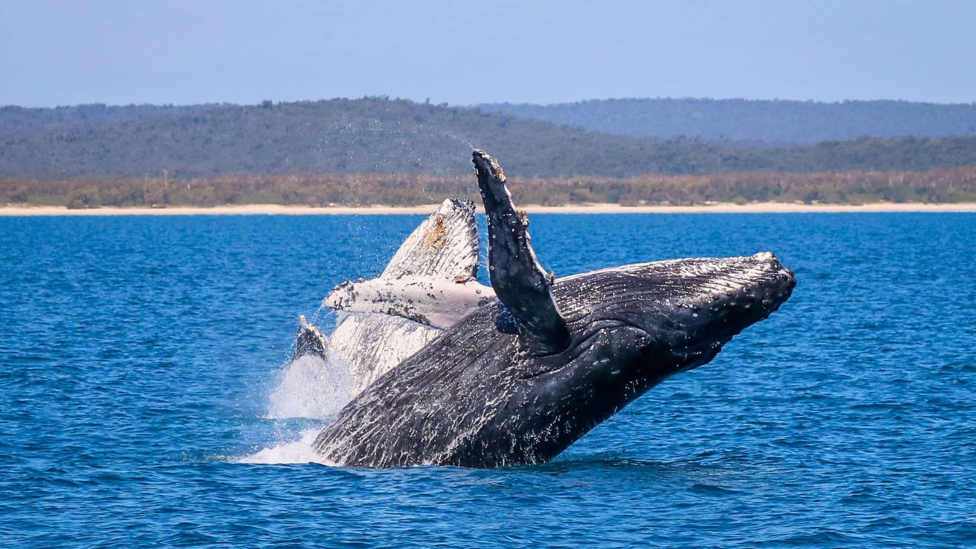 A massive humpback whale erupts from the ocean surface mid-breach, flinging water into the air with its pectoral fin raised high.