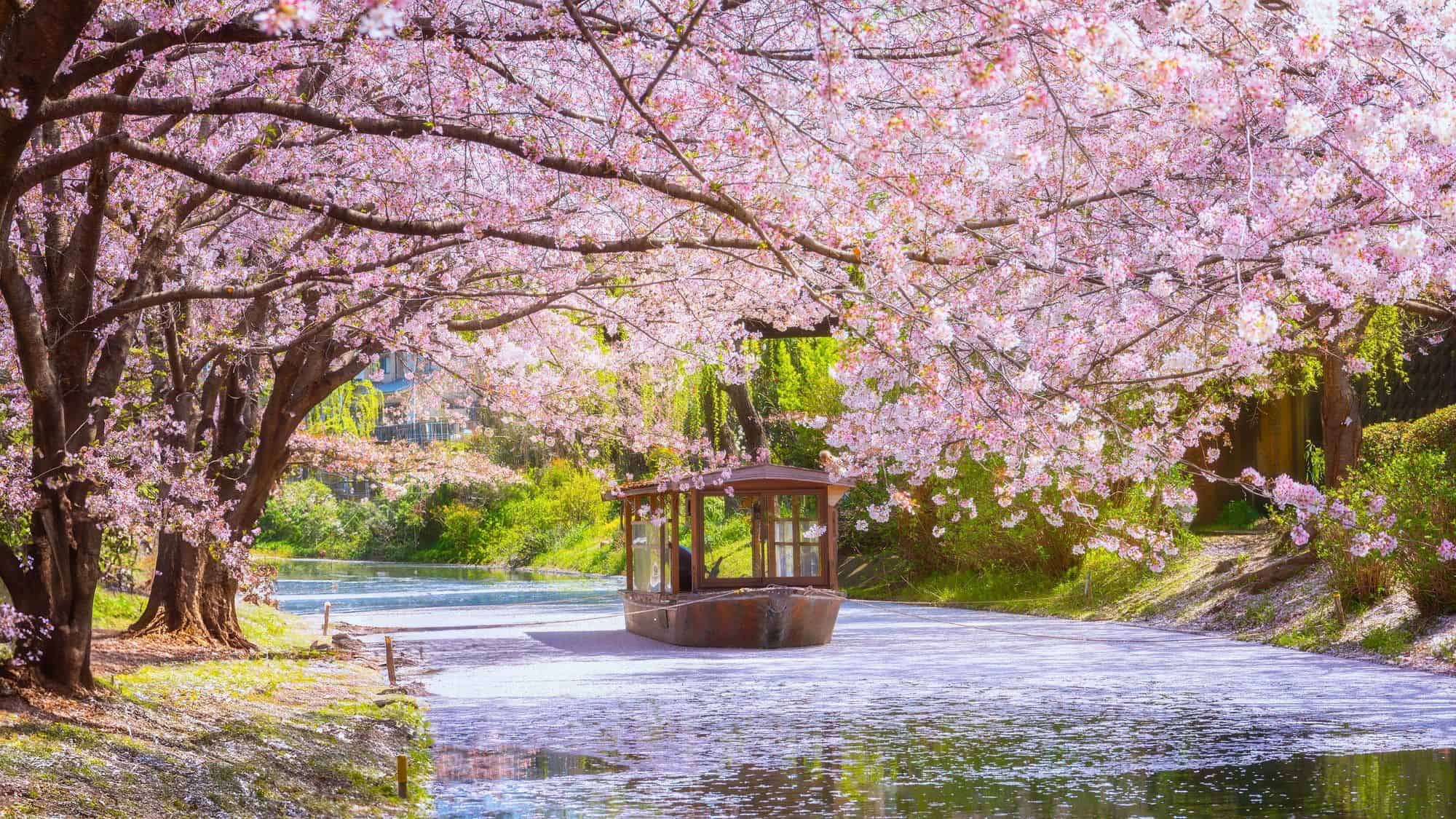 A traditional wooden boat floats gently down a narrow canal lined with blooming cherry trees, whose petals blanket the water in soft pink.