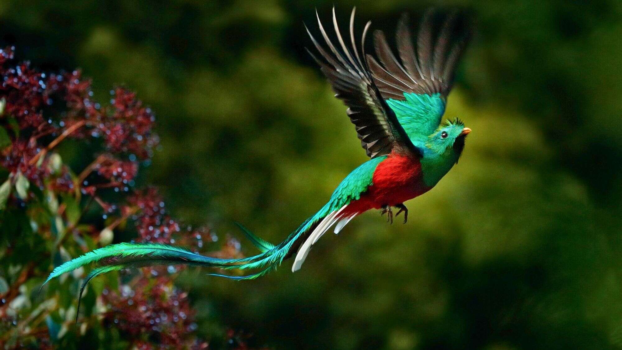 A brilliantly colored quetzal, with shimmering green feathers and an elongated tail, takes flight through a lush tropical forest.