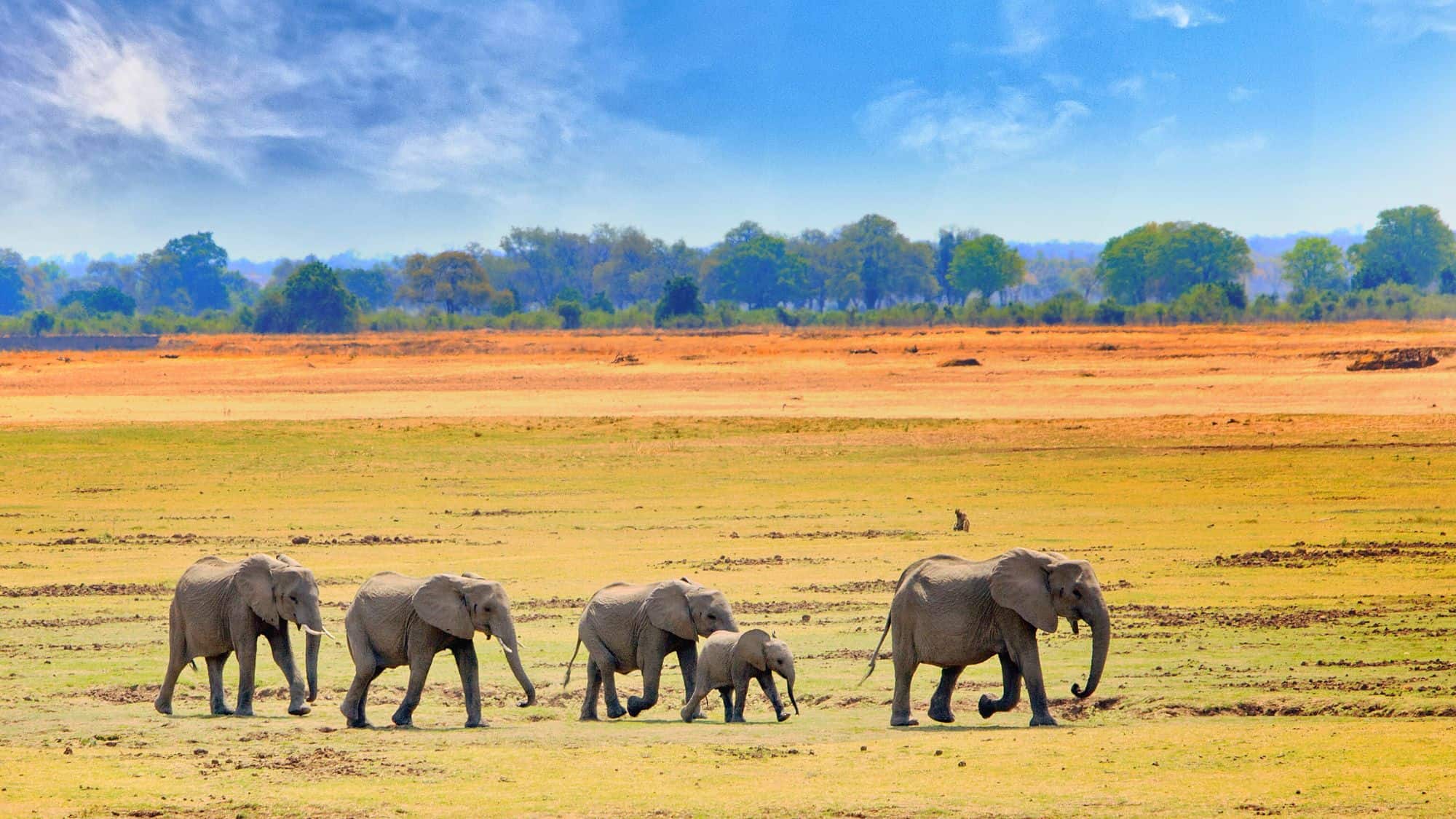 A line of African elephants, including a calf, marches across a golden savanna under a bright blue sky, with trees marking the horizon.